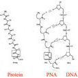 PNA(肽核酸的簡稱)