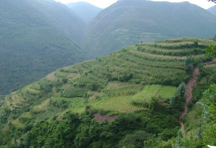 莊科村(雲南省楚雄姚安縣前場鎮莊科村)