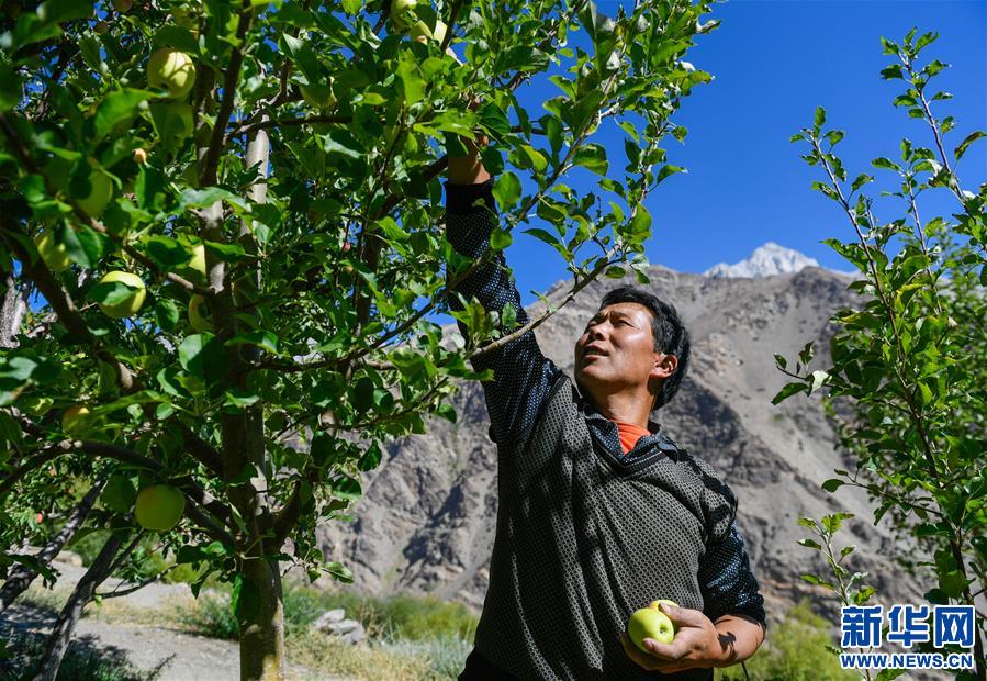 什布奇村村民採種植的青蘋果（新華社記者2018年9月攝）