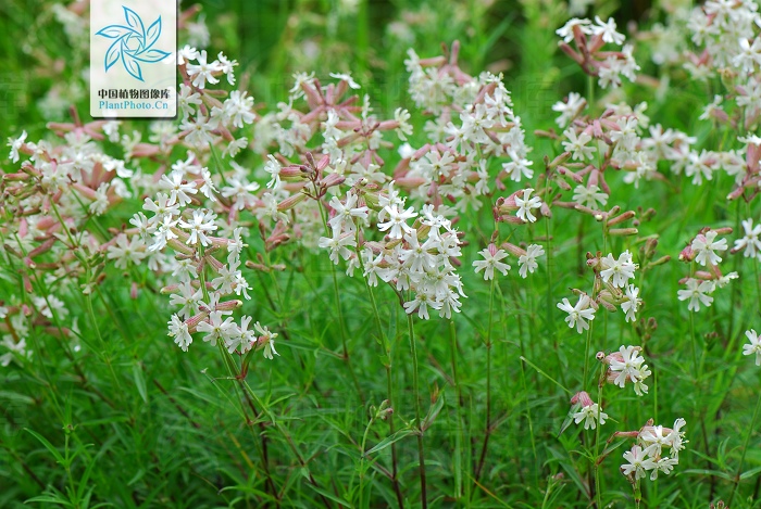 線葉蔓莖蠅子草（變種）