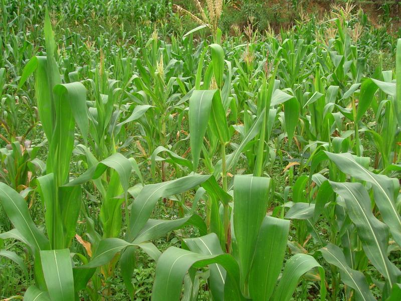 卡里碑自然村種植產業