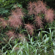 五節芒(Miscanthus floridulus)