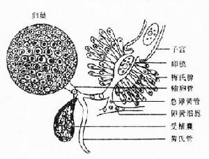 吸蟲