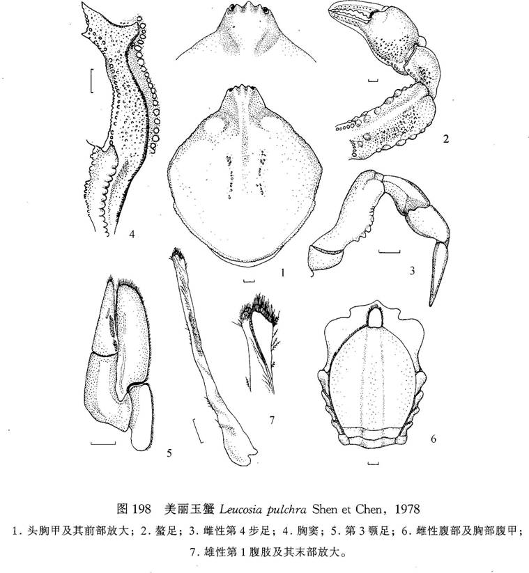 美麗玉蟹