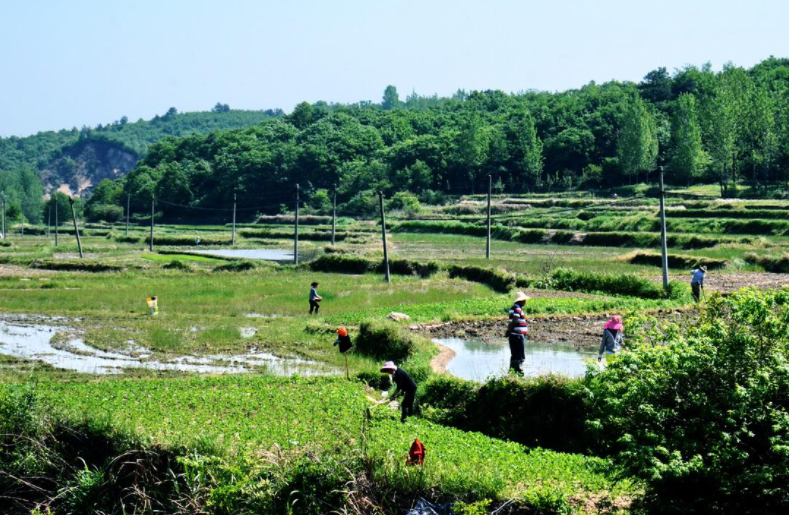 茶元頭街道