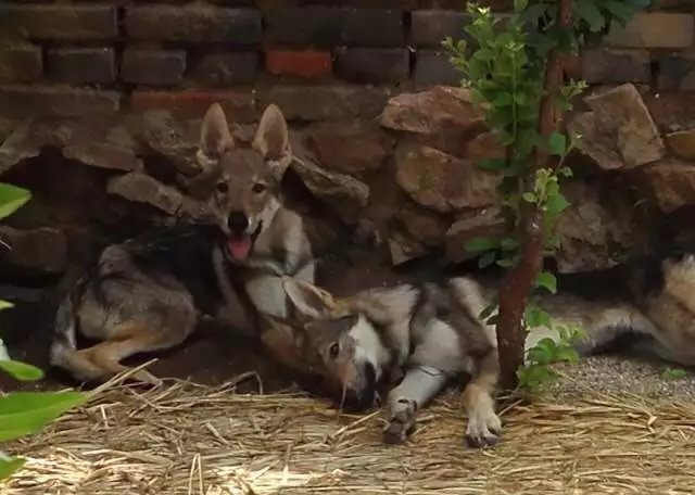 捷克狼犬