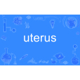 uterus