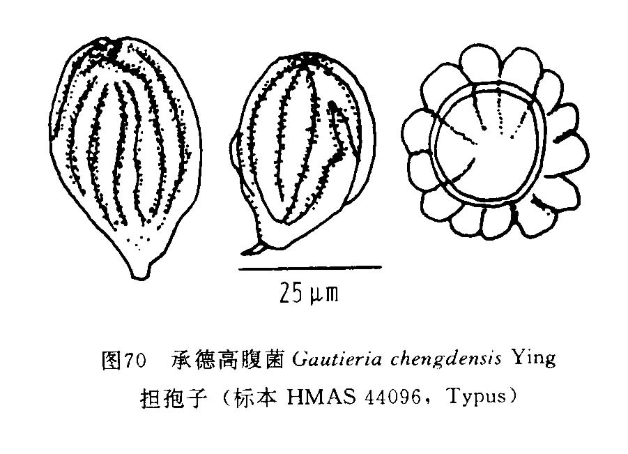 承德高腹菌