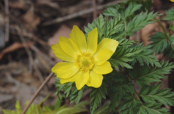 側金盞花