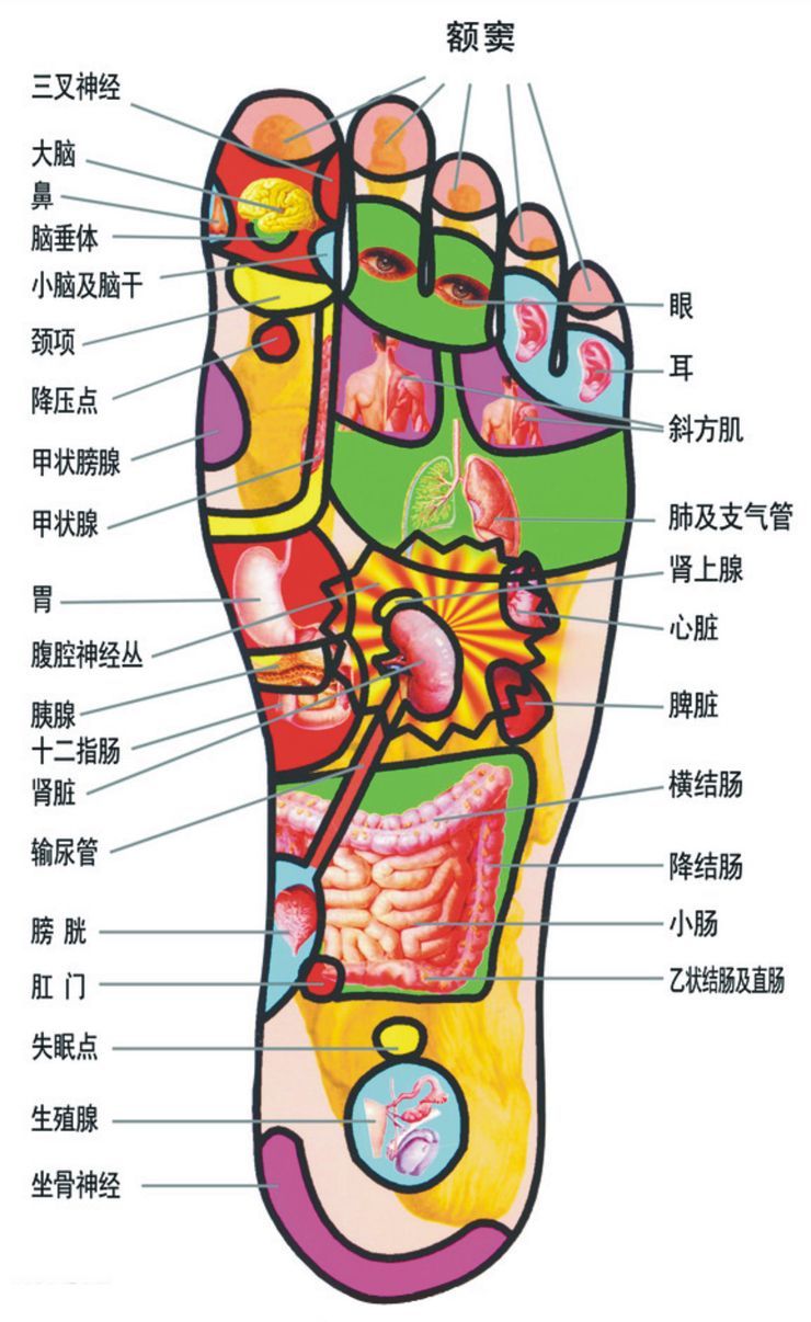 腳底反射區