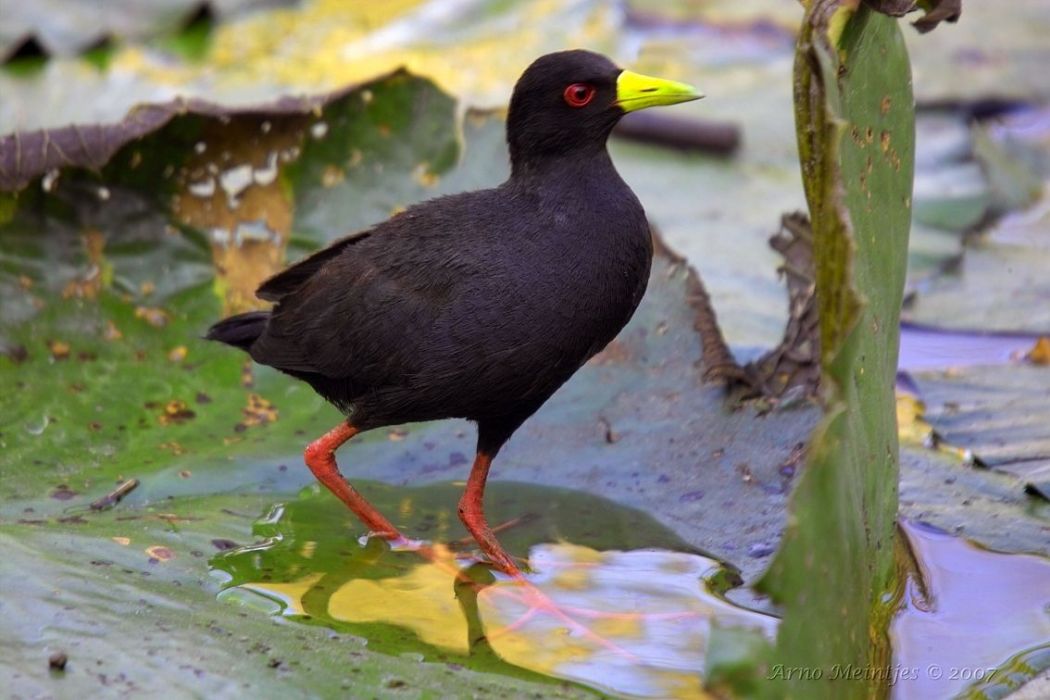 馬島苦惡鳥