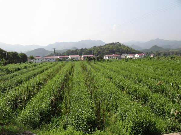 中畈村(安徽東至縣香隅鎮下轄村)