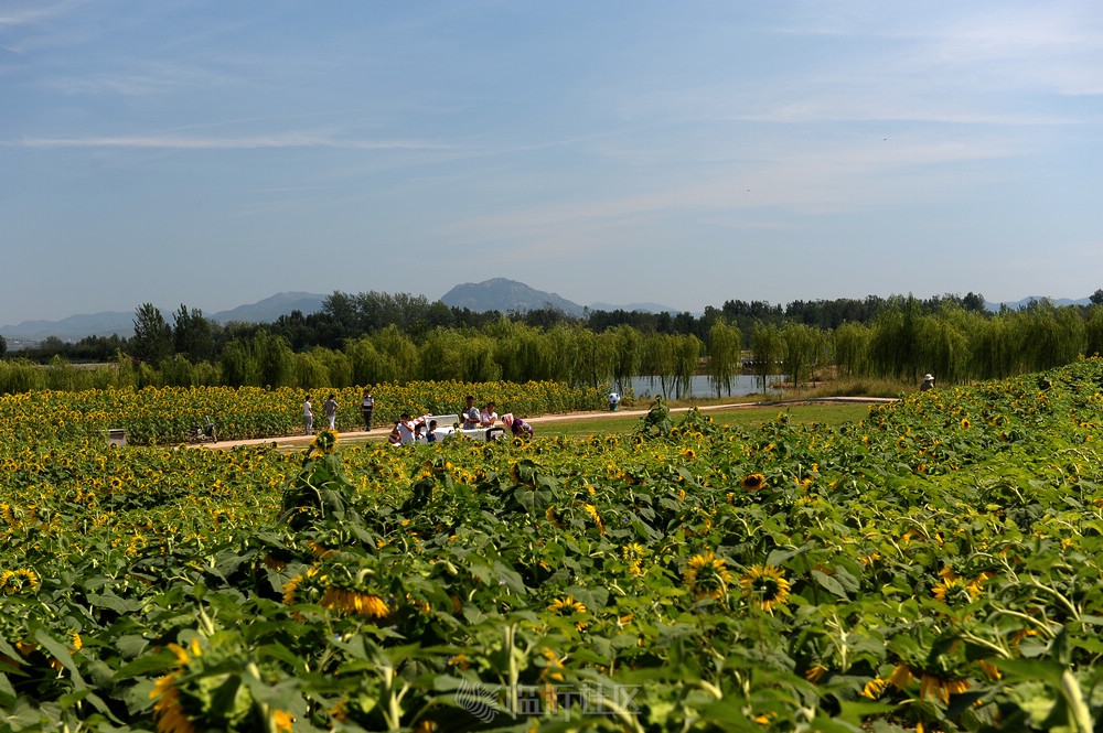 沭河古道濕地公園