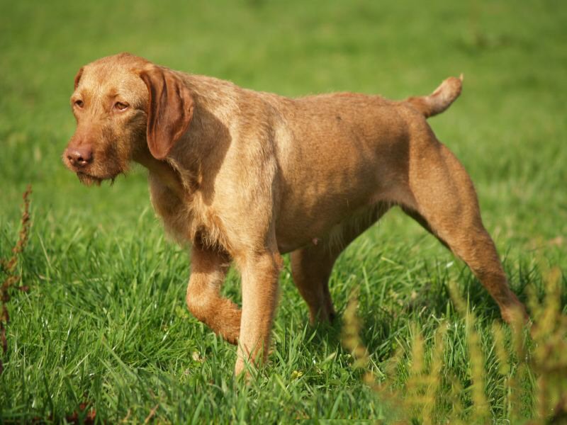 硬毛維希拉獵犬