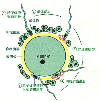 頂體反應