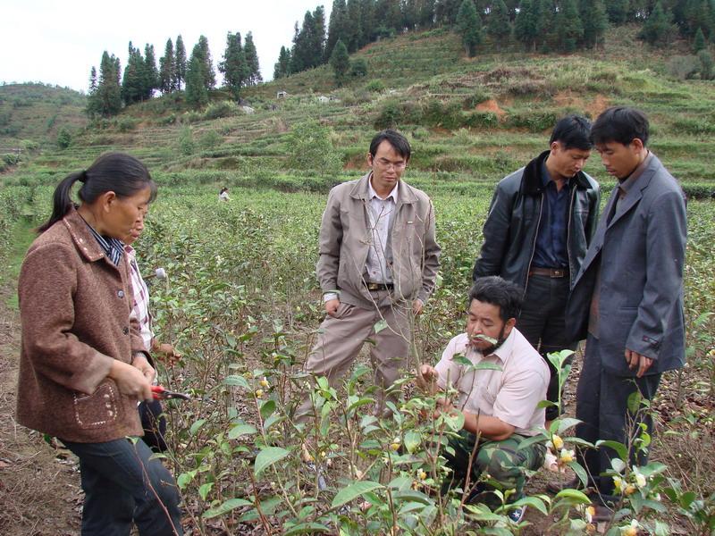 茶葉種植