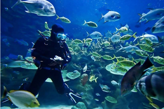 濟州島潛水旅館