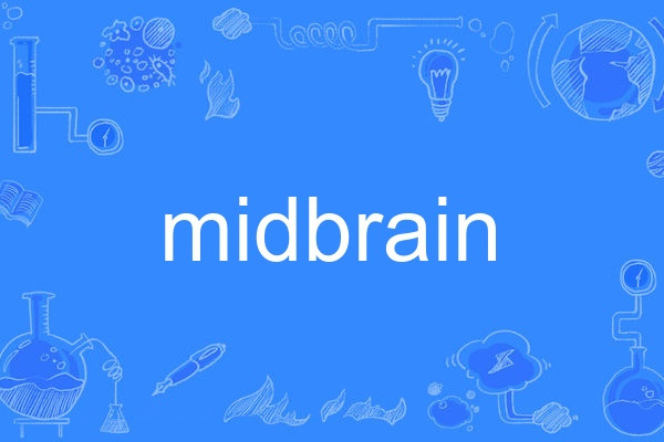 midbrain