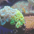 侯爾孟珊瑚屬