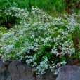 繡線菊(柳葉繡球菊（中藥材）)