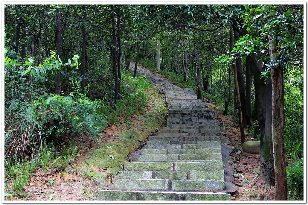 黃山森林公園