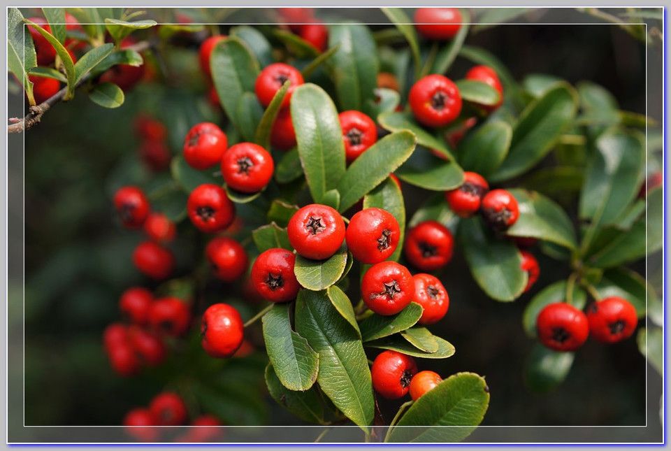 紅檳榔(山茶屬栽培品種)