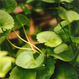 菜子七(植物物種)