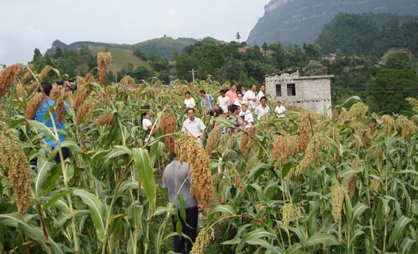 位於正安縣建平鄉的高粱基地