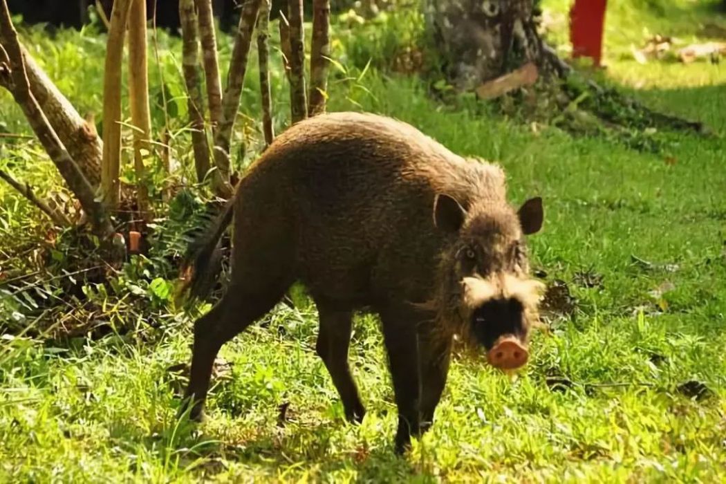 博伊西動物園