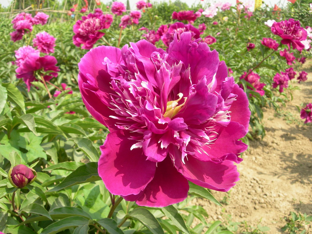 紅菊(芍藥屬栽培品種)