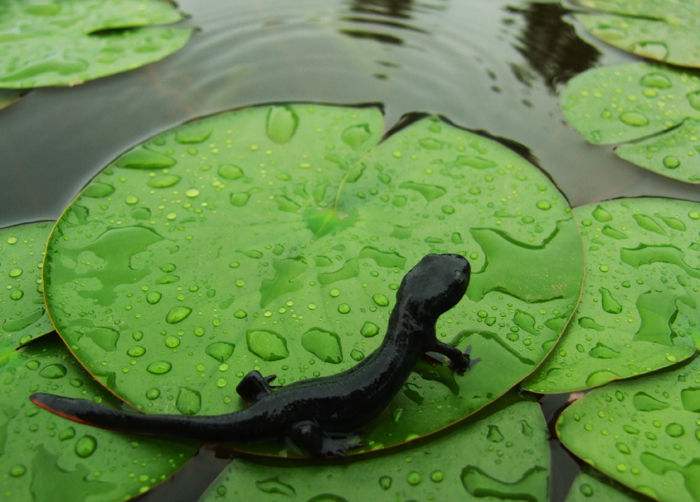 青竹江娃娃魚