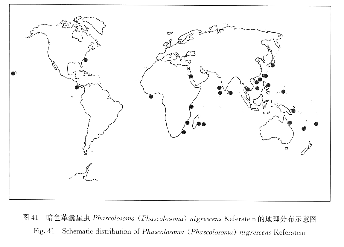 暗色革囊星蟲