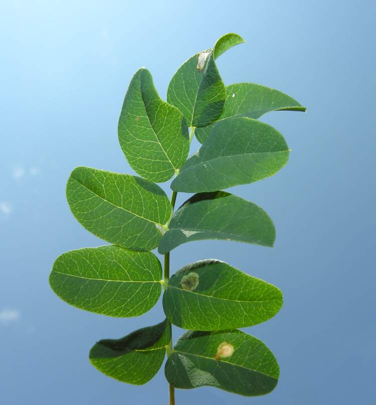 Caragana zahlbruckneri Schneid