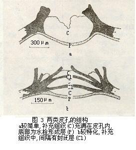 木栓周皮