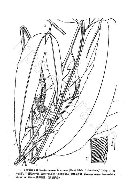 有齒鳳丫蕨（原變型）