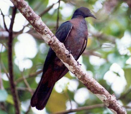 聖誕島皇鳩