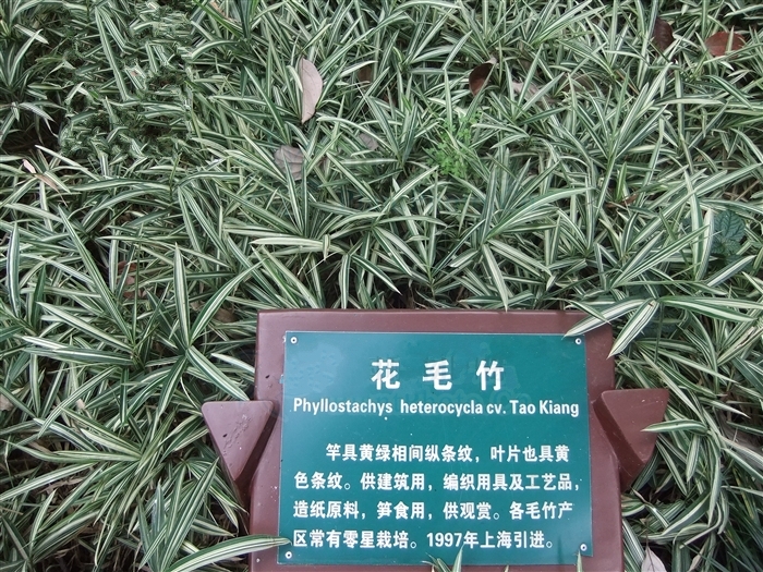 長寧庫-花毛竹群體