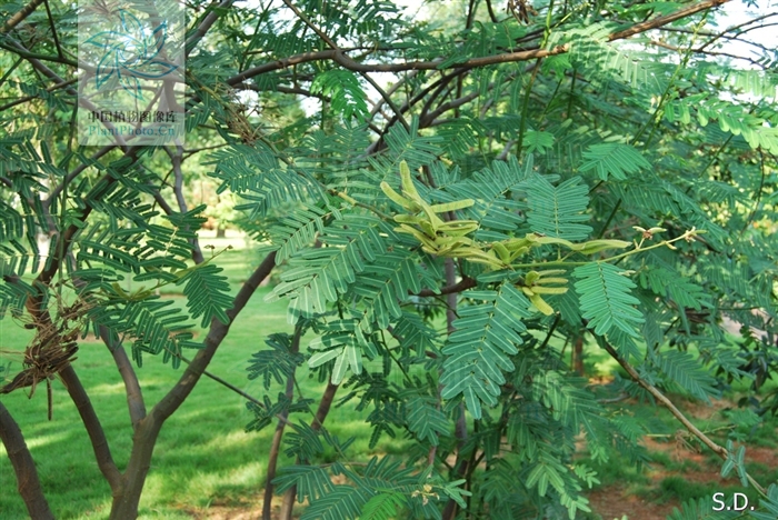 含羞雲實