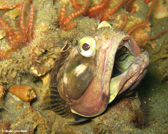 fringehead