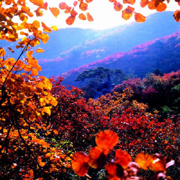 香山紅葉(陝西省韓城市旅遊景點)