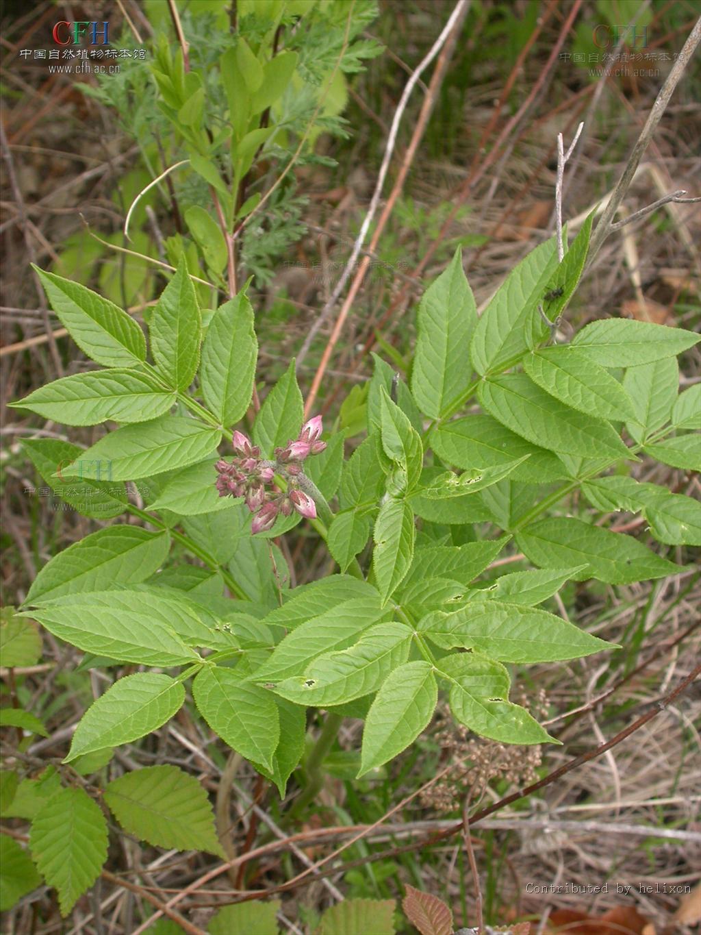 Dictamnus dasycarpus（中文名：白鮮）