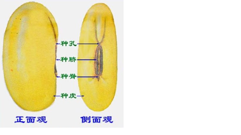 大豆種子的結構示意圖