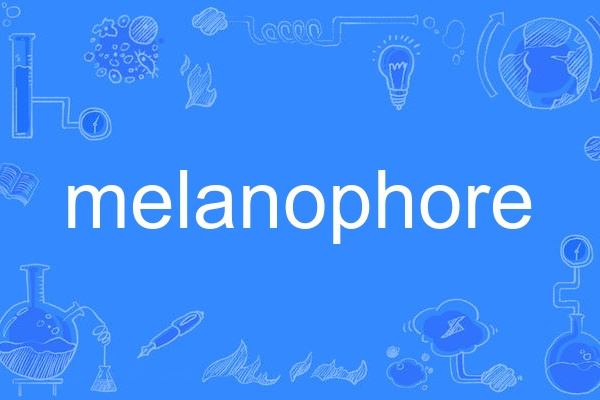 melanophore