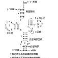 三葉草模式