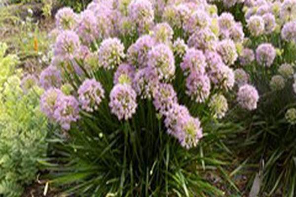 Allium \x27Millenium\x27