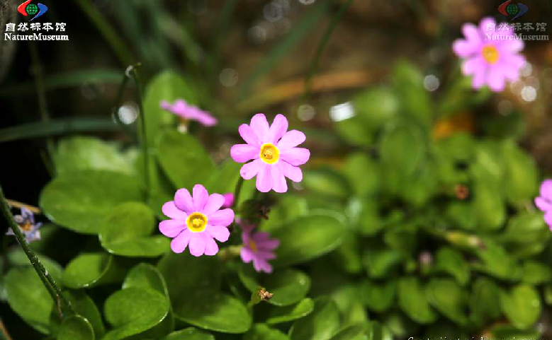 束花粉報春