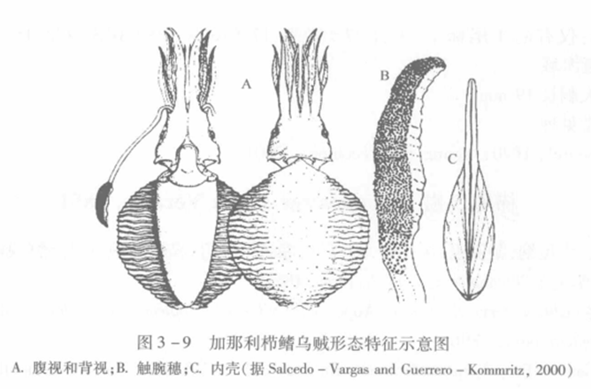 加那利櫛鰭烏賊