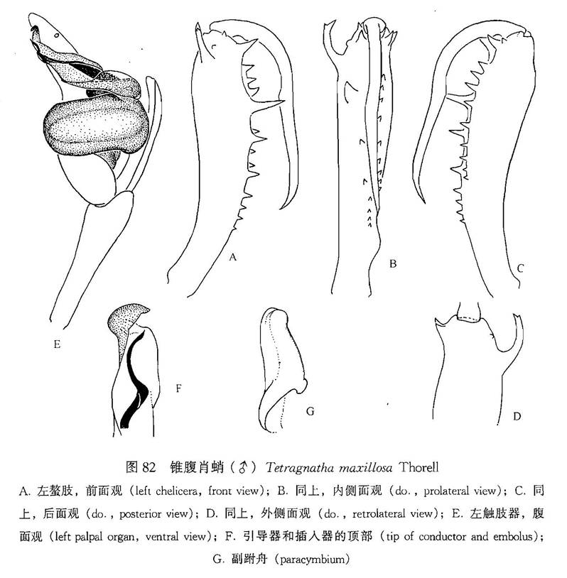 長螯肖蛸