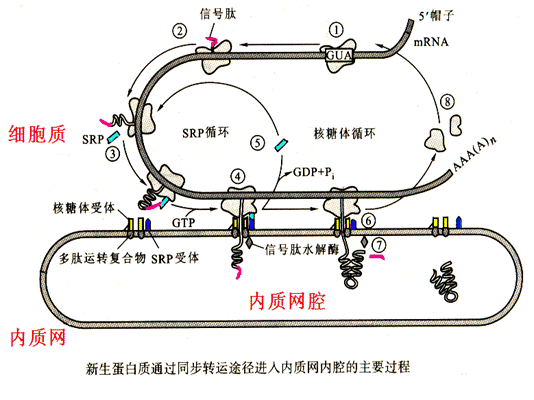 大分子物質