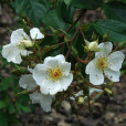 懸鉤子薔薇(荼靡花)